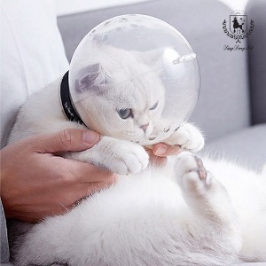 딩동펫 고양이 안전장치 우주헬멧 입마개